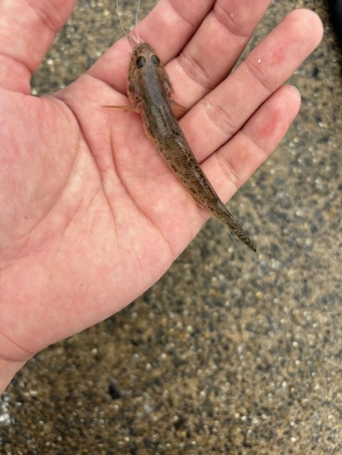 立田大橋開通記念 ハゼ　トップ.jpg